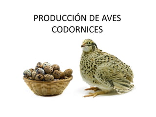PRODUCCIÓN DE AVES
CODORNICES
 