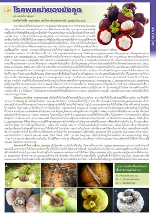 โรคผลเน่าของมังคุด
ดร.เนตรนภิส เขียวขำ�
ภาควิชาโรคพืช คณะเกษตร มหาวิทยาลัยเกษตรศาสตร์ agrnpk@ku.ac.th
	 อาการผิดปกติที่เกิ...