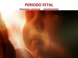 PERIODO FETAL
(novena semana - nacimiento)
 