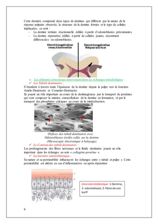 6
Cette dernière comprend deux types de dentines qui différent par la nature de la
réponse pulpaire observée, la structure de la dentine formée et le type de cellules
impliquées, ce sont :
- La dentine tertiaire réactionnelle édifiée à partir d’odontoblastes préexistantes
- La dentine réparatrice édifiée à partir de cellules jeunes, récemment
différenciées en odontoblastes.
a. Les éléments structuraux intervenant dans les échanges métaboliques :
 Les Tubuli dentinaires :
S’étendent à travers toute l’épaisseur de la dentine depuis la pulpe vers la Jonction
Amélo-Dentinaire et Cemento-Dentinaire.
Ils jouent un rôle important au cours de la dentinogènese par le transport de protéines
qui vont composer la matrice extracellulaire de la dentine en formation, et par le
transport des phosphates calciques au cours de la minéralisation.
Orifices des tubuli dentinaires avec
Odontoblastes étoilés collés sur la dentine
(Microscopie électronique à balayage).
 Le Contenu des tubuli dentinaires :
Les prolongements des fibres nerveuses et le fluide dentinaire jouent un rôle
important dans les échanges au sein « collagène-protéine ».
 La barrière odontoblastique :
Sa nature et sa perméabilité influencent les échanges entre « tubuli et pulpe ». Cette
perméabilité est altérée en cas d’inflammation ou après réparation
Zoneodontoblastique:1-Dentine,
2- odontoblaste,3- fibresde von
korff
 