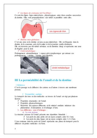 7
 Les lignes de croissance de Von Ebner :
Ce sont des lignes hypo-minéralisées, physiologiques entre deux couches successives
de dentine. Elles sont perpendiculaires aux tubuli et parallèles entre elles.
 Dentine inter globulaire :
C’est une zone où la dentine est peu ou pas minéralisée. Elle est fréquente dans la
dentine de la couronne, près de la pulpe et de la jonction amélo-dentinaire.
Elle est traversée par des tubuli normaux ou de diamètre élargi et représente une zone
de fragilité pour la dent.
 Unité métabolique :
Prolongement odontoblastique + espace péri-cytoplasmique qui entoure ces
prolongements + tubulus + dentine péri-tubulaire.
III La perméabilité de l'email et de la dentine
1 Définition
C’est le passage ou la diffusion des cations ou d’anions à travers une membrane
poreuse.
2 Perméabilité amélaire
Le transport des ions ou des molécules au travers de l’email est régi par plusieurs
facteurs :
 Propriétés structurales de l’email.
 Propriétés physicochimiques.
 Réactivité des espaces diffusants où le minéral amélaire induisant des
phénomènes d’adsorptions et d’échanges d’ions.
1- Les différentes voies d’échanges :
a) La voie poreuse
La structure poreuse de l’email présente une répartition bimodale :
 Les ports les plus petits ont un rayon compris entre 0,1-1nm.
 Les ports les plus larges ont un rayon compris entre 1,3-2,5nm.
L’eau contenue dans les ports de l’email représente une phase de transport pour la
diffusion de petites molécules et d’ions.
Unité métabolique
Les Lignesde Von
Ebner
 