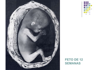 FETO DE 12 SEMANAS 