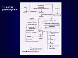 Découvrez la physiopathologie du globule rouge | PPT