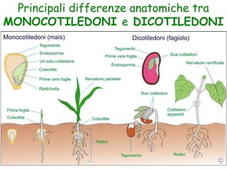 Principali differenze anatomiche tra
MONOCOTILEDONI e DICOTILEDONI
 