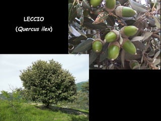 LECCIO
(Quercus ilex)
 