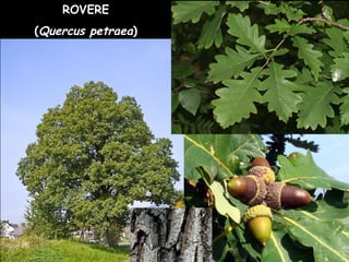 ROVERE
(Quercus petraea)
 