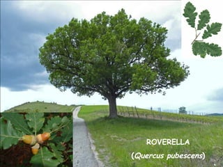 ROVERELLA
(Quercus pubescens)
 