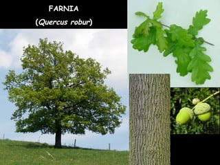 FARNIA
(Quercus robur)
 