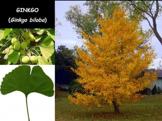 GINKGO
(Ginkgo biloba)
 