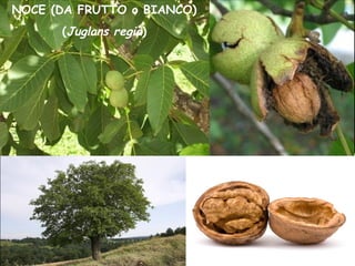 NOCE (DA FRUTTO o BIANCO)
(Juglans regia)
 