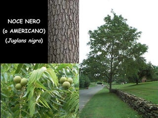 NOCE NERO
(o AMERICANO)
(Juglans nigra)
 