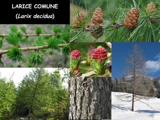 LARICE COMUNE
(Larix decidua)
 