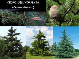 CEDRO DELL’HIMALAIA
(Cedrus deodara)
 