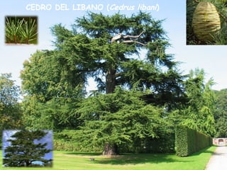 CEDRO DEL LIBANO (Cedrus libani)
 