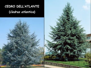CEDRO DELL’ATLANTE
(Cedrus atlantica)
 