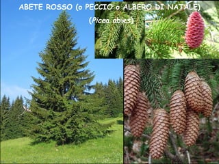 ABETE ROSSO (o PECCIO o ALBERO DI NATALE)
(Picea abies)
 