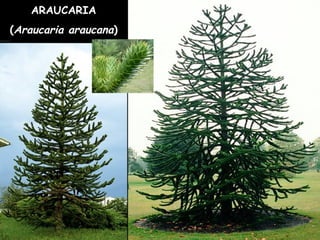 ARAUCARIA
(Araucaria araucana)
 