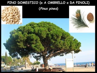 PINO DOMESTICO (o A OMBRELLO o DA PINOLI)
(Pinus pinea)
 
