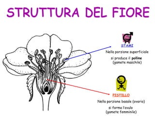 STAMI
Nella porzione superficiale
si produce il polline
(gamete maschile)
PISTILLO
Nella porzione basale (ovario)
si forma l’ovulo
(gamete femminile)
 