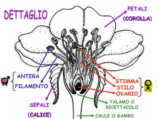OVARIO
STILO
STIMMA
TALAMO O
RICETTACOLO
CAULE O GAMBO
SEPALI
(CALICECALICE)
FILAMENTO
ANTERA
PETALI
(COROLLACOROLLA)
 