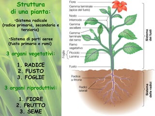 Struttura
di una pianta:
•Sistema radicale
(radice primaria, secondaria e
terziaria)
•Sistema di parti aeree
(fusto primario e rami)
3 organi riproduttivi:
1. FIORE
2. FRUTTO
3. SEME
3 organi vegetativi:
1. RADICE
2. FUSTO
3. FOGLIE
 