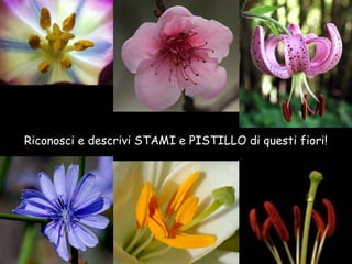 Riconosci e descrivi STAMI e PISTILLO di questi fiori!
 