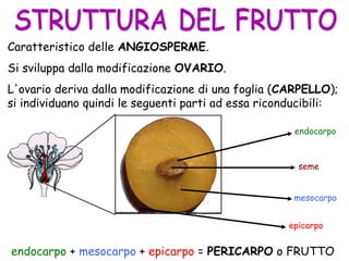 seme
endocarpo
mesocarpo
epicarpo
Caratteristico delle ANGIOSPERME.
Si sviluppa dalla modificazione OVARIO.
L'ovario deriva dalla modificazione di una foglia (CARPELLO);
si individuano quindi le seguenti parti ad essa riconducibili:
endocarpo + mesocarpo + epicarpo = PERICARPO o FRUTTO
 