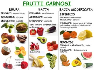 DRUPA
EPICARPO: membranoso
MESOCARPO: carnoso
ENDOCARPO: legnoso
FRUTTI CARNOSI
BACCA
EPICARPO: membranoso
MESOCARPO: carnoso
ENDOCARPO: carnoso
Semi immersi direttamente
nella polpa
BACCA MODIFICATA
EPICARPO: membranoso
MESOCARPO: carnoso
ENDOCARPO: membranoso si ripiega
a circondare peli ghiandolari succosi,
formando gli spicchi
ESPERIDIO
PEPONIDE
EPICARPO e MESOCARPO: fusi e
carnosi
ENDOCARPO: deliquescente a
maturitàBALAUSTIO
AGGREGATO
DI DRUPE
= POLIDRUPA
 