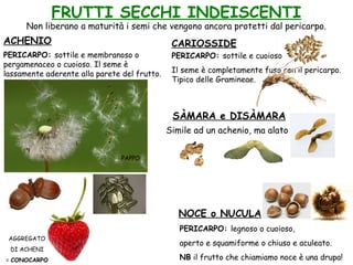 FRUTTI SECCHI INDEISCENTI
PERICARPO: sottile e membranoso o
pergamenaceo o cuoioso. Il seme è
lassamente aderente alla parete del frutto.
AGGREGATO
DI ACHENI
= CONOCARPO
ACHENIO CARIOSSIDE
PERICARPO: sottile e cuoioso
Il seme è completamente fuso con il pericarpo.
Tipico delle Gramineae.
NOCE o NUCULA
PERICARPO: legnoso o cuoioso,
aperto e squamiforme o chiuso e aculeato.
NB il frutto che chiamiamo noce è una drupa!
SÀMARA e DISÀMARA
Simile ad un achenio, ma alato
PAPPO
Non liberano a maturità i semi che vengono ancora protetti dal pericarpo.
 