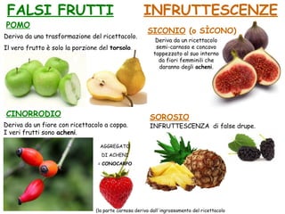 FALSI FRUTTI INFRUTTESCENZE
CINORRODIO
Deriva da un fiore con ricettacolo a coppa.
I veri frutti sono acheni.
POMO
Deriva da una trasformazione del ricettacolo.
Il vero frutto è solo la porzione del torsolo.
SOROSIO
INFRUTTESCENZA di false drupe.
SICONIO (o SÌCONO)
AGGREGATO
DI ACHENI
= CONOCARPO
(la parte carnosa deriva dall'ingrossamento del ricettacolo
Deriva da un ricettacolo
semi-carnoso e concavo
tappezzato al suo interno
da fiori femminili che
daranno degli acheni.
 