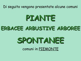 Di seguito vengono presentate alcune comuni
PIANTEPIANTE
ERBACEE ARBUSTIVE ARBOREEERBACEE ARBUSTIVE ARBOREE
SPONTANEESPONTANEE
comuni in PIEMONTE
 