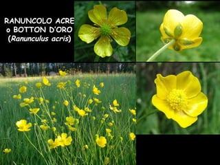 RANUNCOLO ACRE
o BOTTON D’ORO
(Ranunculus acris)
 
