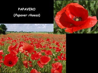 PAPAVERO
(Papaver rhoeas)
 