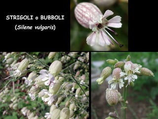 STRIGOLI o BUBBOLI
(Silene vulgaris)
 