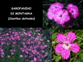 GAROFANINO
DI MONTAGNA
(Dianthus deltoides)
 