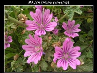 MALVA (Malva sylvestris)
 