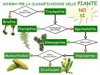 SCHEMA PER LA CLASSIFICAZIONE DELLE PIANTE
VASI
CONDUTTORI?
VASI
CONDUTTORI?
BriofiteBriofiteBriofiteBriofite
TracheofiteTracheofiteTracheofiteTracheofite
SI RIPRODUCE
CON SPORE?
SI RIPRODUCE
CON SPORE? SpermatofiteSpermatofiteSpermatofiteSpermatofitePteridofitePteridofitePteridofitePteridofite
SEME NUDO?SEME NUDO?
GimnospermeGimnospermeGimnospermeGimnosperme
AngiospermeAngiospermeAngiospermeAngiospermeSEMI A
MASSA UNICA?
SEMI A
MASSA UNICA?MonocotiledoniMonocotiledoniMonocotiledoniMonocotiledoni
DicotiledoniDicotiledoniDicotiledoniDicotiledoni
NO
SI
 