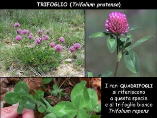 TRIFOGLIO (Trifolium pratense)
I rari QUADRIFOGLI
si riferiscono
a questa specie
e al trifoglio bianco
Trifolium repens
 