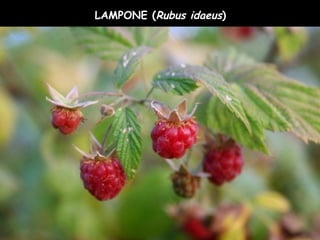 LAMPONE (Rubus idaeus)
 