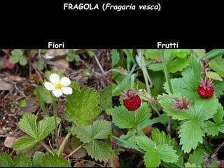 FRAGOLA (Fragaria vesca)
Fiori Frutti
 
