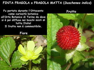 FINTA FRAGOLA o FRAGOLA MATTA (Duschenea indica)
Fiore
FruttoFu portata durante l'Ottocento
come curiosità botanica
all’Orto Botanico di Torino da dove
si è poi diffusa nei boschi misti di
tutta Italia!
Il frutto non è commestibile.
 