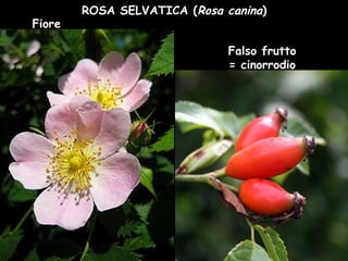 ROSA SELVATICA (Rosa canina)
Fiore
Falso frutto
= cinorrodio
 