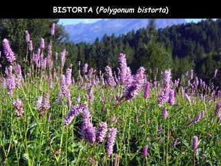 BISTORTA (Polygonum bistorta)
 