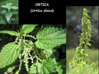 ORTICA
(Urtica dioica)
 