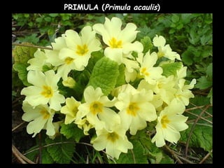 PRIMULA (Primula acaulis)
 