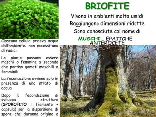 BRIOFITE
Ciascuna cellula preleva acqua
dall’ambiente: non necessitano
di radici
Le piante possono essere
maschi o femmine a seconda
che portino gameti maschili o
femminili
La fecondazione avviene solo in
presenza di uno strato di
acqua
Dopo la fecondazione si
sviluppa struttura
(SPOROFITO = filamento +
capsula) per la dispersione di
spore che daranno origine a
Vivono in ambienti molto umidi
Raggiungono dimensioni ridotte
Sono conosciute col nome di
MUSCHI – EPATICHE -
ANTEROCETE
 