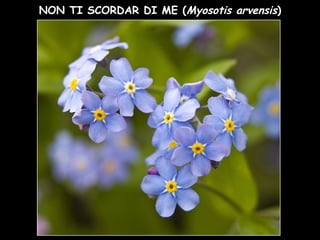 NON TI SCORDAR DI ME (Myosotis arvensis)
 