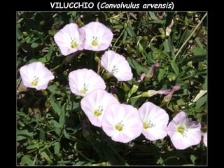 VILUCCHIO (Convolvulus arvensis)
 