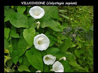VILUCCHIONE (Calystegia sepium)
 