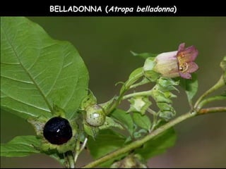 BELLADONNA (Atropa belladonna)
 